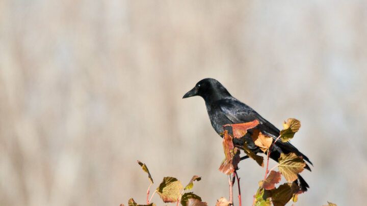 corbeau noir