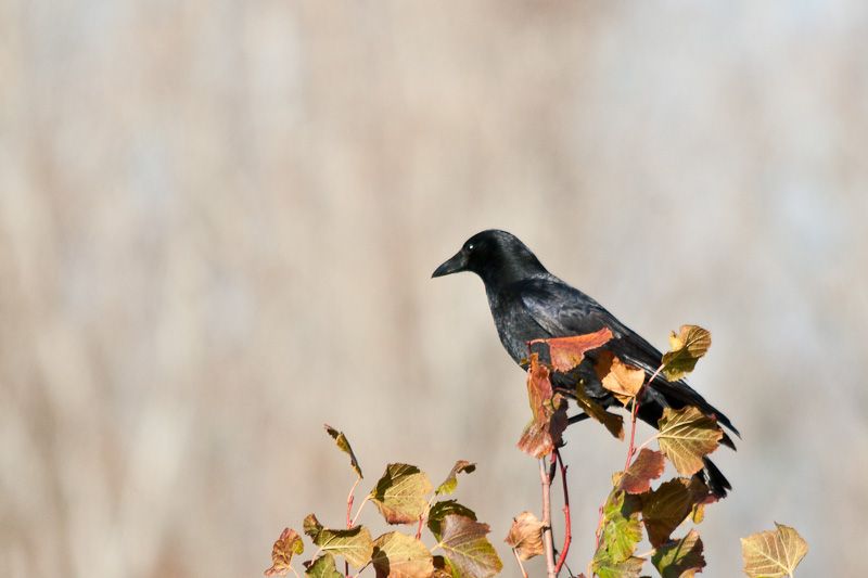 corbeau noir