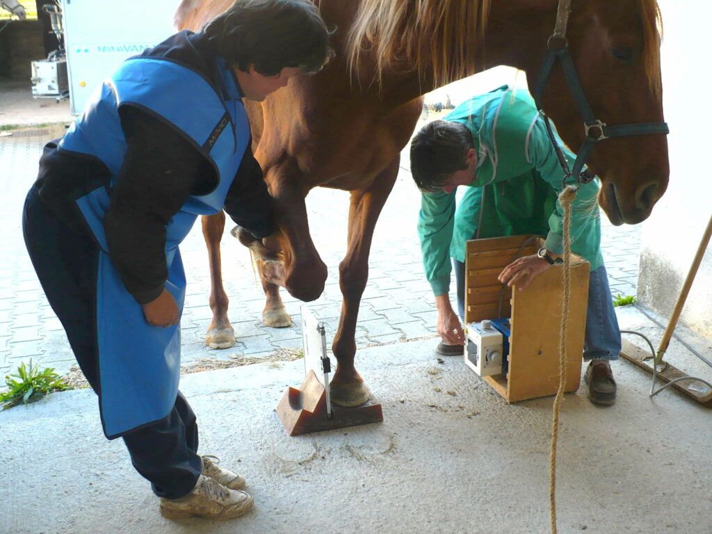 Radiographie antérieur cheval
