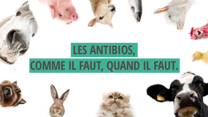 alternative aux antibiotiques