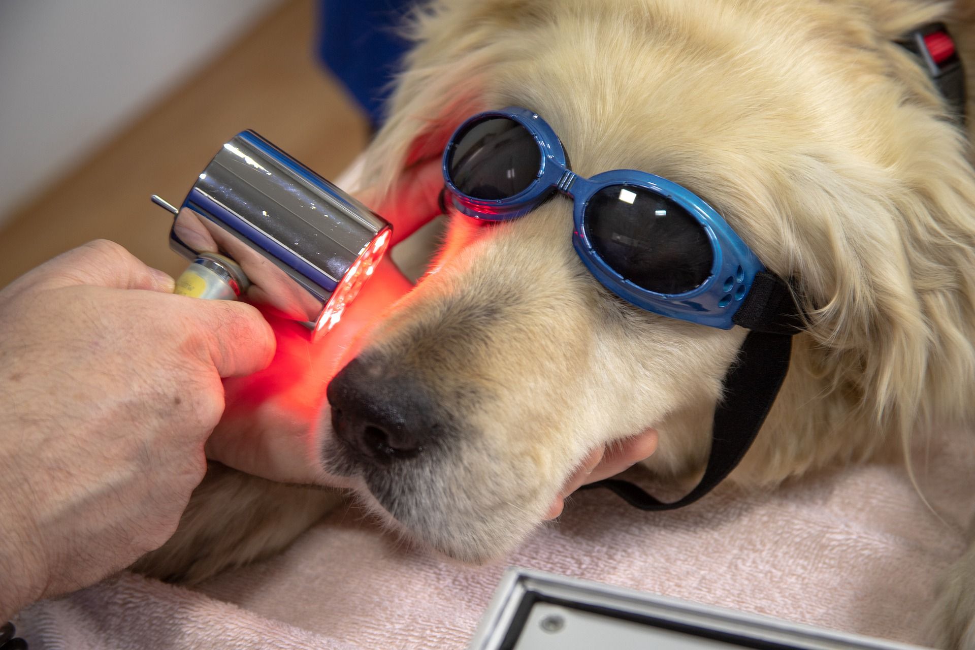 lca-laser-pour-g-rer-la-douleur-chez-le-chien-z-t-rinaires