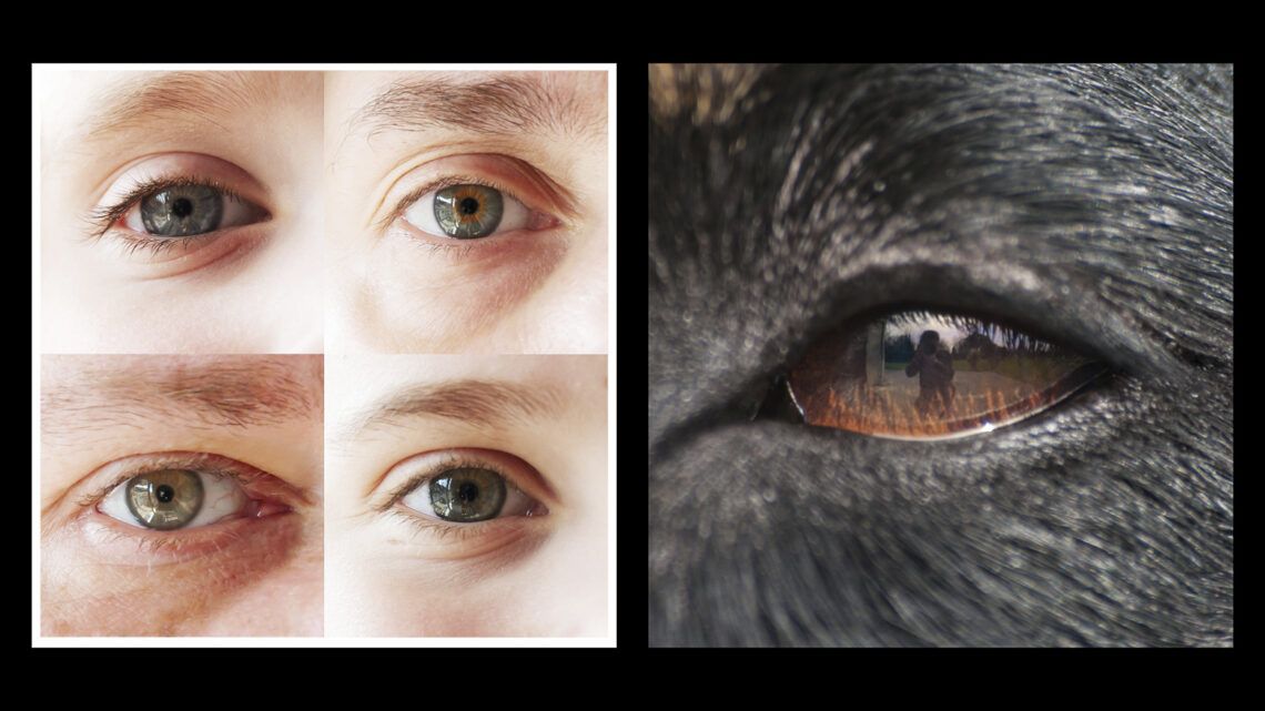 oeil humain animal